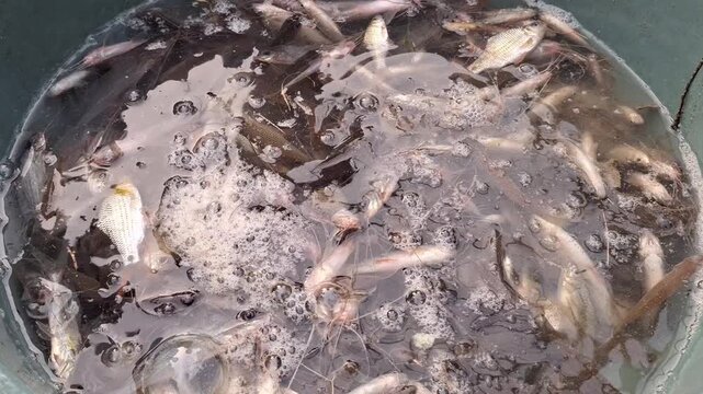 Many small live fish swimming in a bucket of water after fishing for aquaculture, catch, and fresh food concept