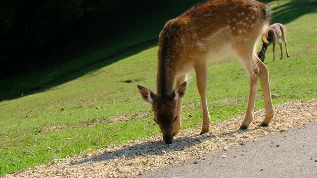 Cute young fallow deer with white spots stands on green grassy slope. Jelenov Greben eco farm offers beautiful close up views of friendly wild animals in nature.
