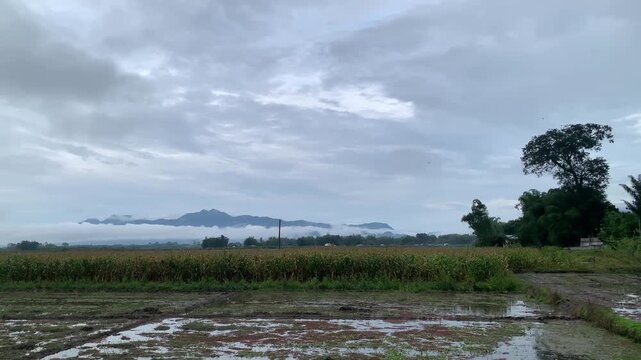 Stock footage panning across lush rice paddies and foggy mountains during light drizzle in a village in Toba Samosir, North Sumatera, Indonesia under overcast skies. Peaceful rural nature scene.