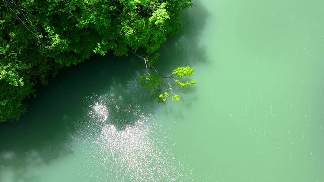 Aerial View of Submerged Trees at the Lake Edge at Yokogawa Gorge, Yamagata, Japan