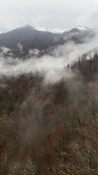 A misty mountain landscape with dense fog covering autumn trees. Snow-capped peaks are visible in the background, creating a serene natural scene.