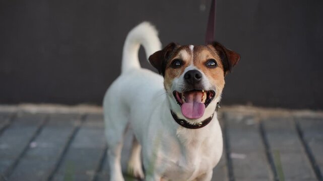Portrait of cute jack russell terrier dog on leash standing on paved path breathing heavily and looking into camera. Active pet lifestyle, daily routine, and walking concepts, cute dog