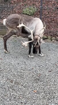 A reindeer with large antlers grazes on gravel ground. The animal has a light brown coat with white patches and is in a fenced area.