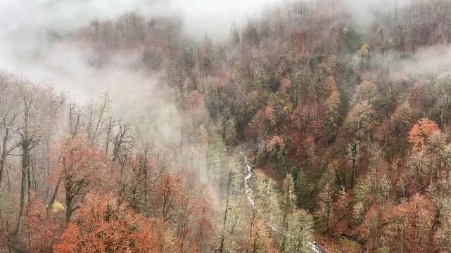 Aerial view of a misty forest with autumn foliage. Trees display shades of orange, red, and yellow. Fog blankets the landscape, creating a serene atmosphere.