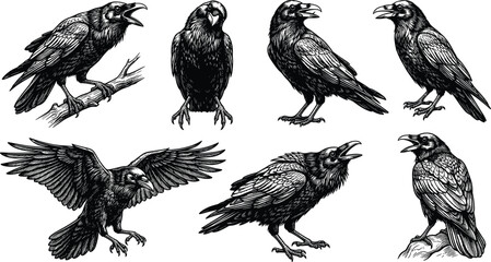 Fototapeta premium Vintage Raven And Crow Engraving Vector Illustration Set Featuring Black Birds In Flight Perching And Cawing Poses For Halloween Gothic Graphic Designs