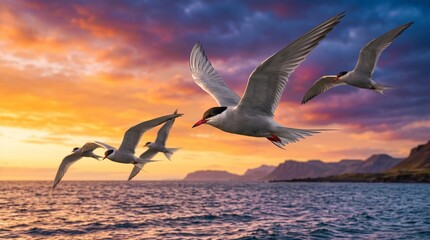 Naklejka premium Arctic terns on their long journey, Arctic terns flying over ocean at sunset near rocky coastline 