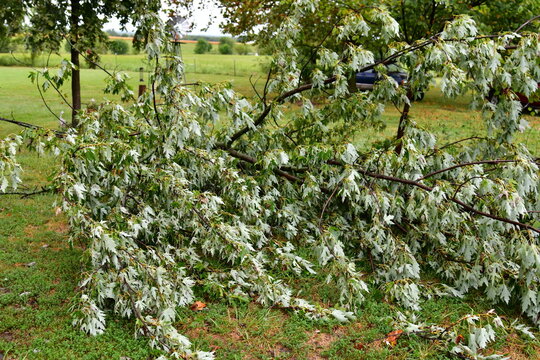 Storm Damaged Tree