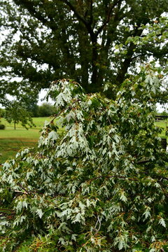 Wind Damage