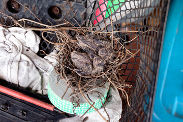 Fototapeta premium Zebra Dove - Geopelia striata. Two baby birds rest in nest built in old motorbike basket mother is out looking for food. wildlife urban adaptation and coexistence with human environments.