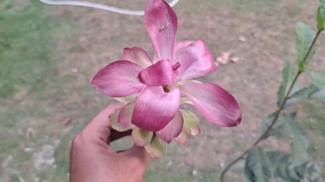 Close-up of a picked white turmeric flower or Curcuma zedoaria held in hand for herbal medicine, botany, and agriculture concept