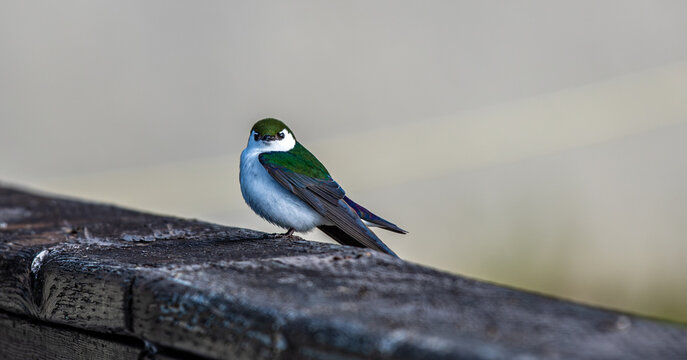 Up close with a violet green swallow on San Juan Island