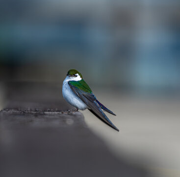 A Violet-green Swallow on San Juan Island, Washington