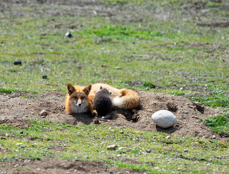 A red fox and pup on San Juan Island, Washington