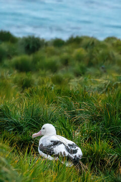 A wandering albatross at rest on South Georgia Island