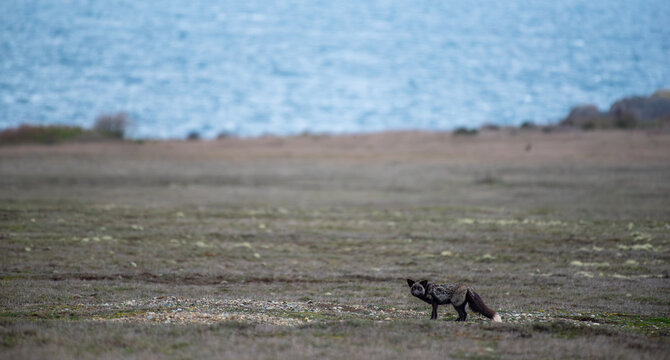 A red fox walking on San Juan Island