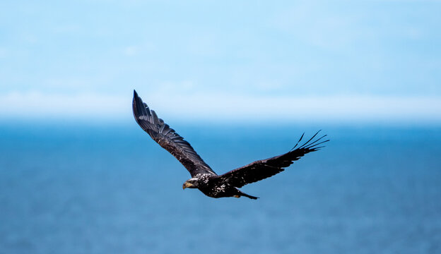 Steller's Sea Eagle over San Juan Island, Washington