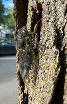Neotibicen canicularis, commonly called the dog-day cicada, dog-day harvestfly, or heatbug