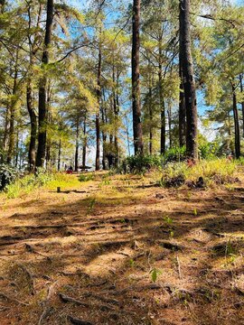 Traces Beneath the Pines. This image captures a pine forest area featuring a sloping ground covered with visible tree roots spread across the surface.