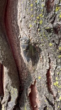 Neotibicen canicularis, commonly called the dog-day cicada, dog-day harvestfly, or heatbug