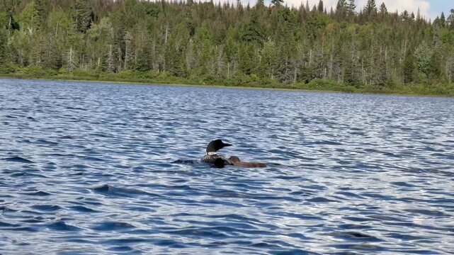 common loon or great northern diver (Gavia immer) family