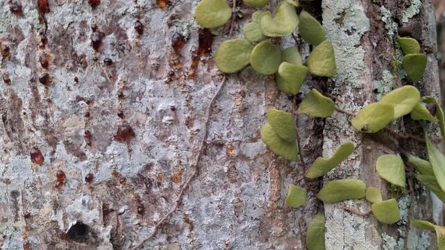 Close-up of Pyrrosia piloselloides or dragon scale fern creeping on a tree bark for herbal medicine, botany, and nature concept