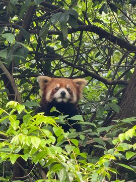 red panda eating bamboo