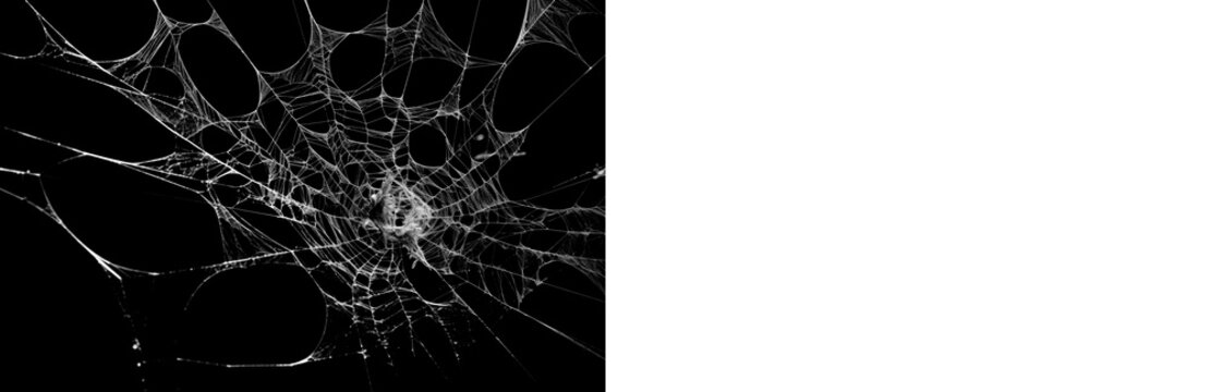 Detailed cobweb PNG with black background preview and transparent version for horror graphics, spooky layouts and dark decorative design.