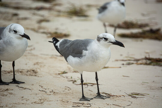 Gaviota costera, Playa Progreso, Yucat&aacute;n, Mexico