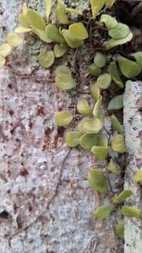 Close-up of Pyrrosia piloselloides or dragon scale fern creeping on a tree bark for herbal medicine, botany, and nature concept