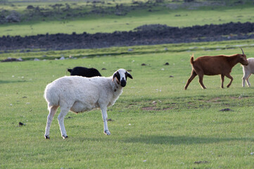 Sheep and goats grazing together in the pasture, Orkhon Valley, Mongolia © 由季 中山