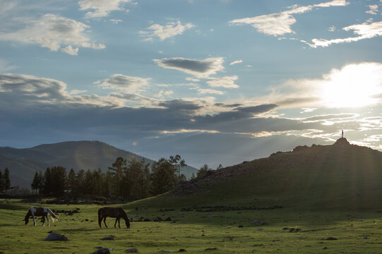 Horses grazing at sunset beneath a hillside silhouette, Orkhon Valley, Mongolia