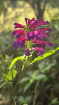 flower plant amazon rainforest 