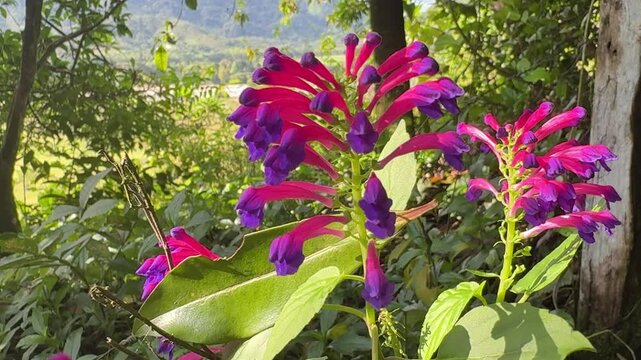 purple flowers in the garden amazon rainforest