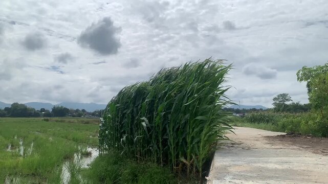 Stock footage showing green corn stalks swaying in the breeze next to a rural path and stream in a village in Toba Samosir, North Sumatera, Indonesia under overcast sky. Agriculture concept.