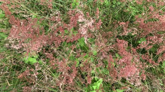 4k footage top view overhead perspective of pink wild grass flowers, Melinis Repens gently blowing in the wind in a village in Toba Samosir, North Sumatera, Indonesia. Natural plant texture concept.
