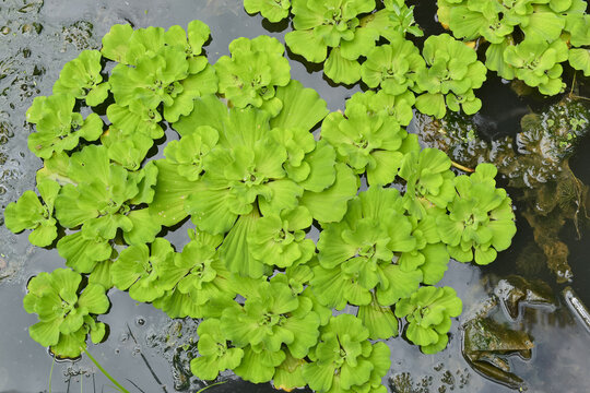 Pistia stratiotes Plant Growth in pond