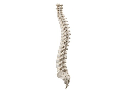 female model of the spine