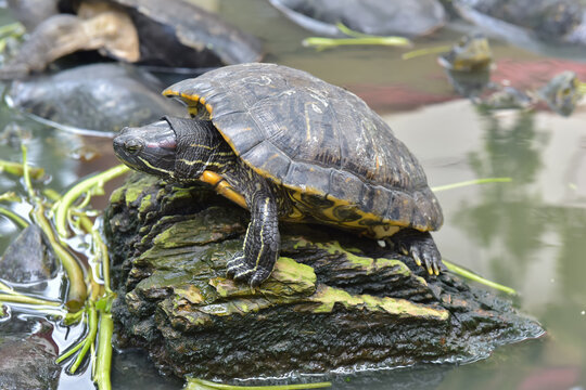 turtle on the rocks in pond