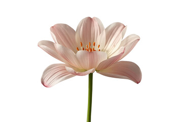 Obraz premium Open Pale Pink Flower on Long Stem