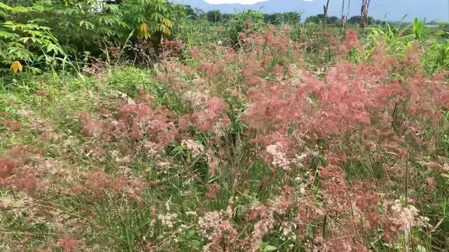 Stock footage with upward tilt movement showing pink natal grass melinis repens blowing in gentle wind with distant mountains in a village in Toba Samosir, North Sumatera, Indonesia. Nature theme.