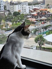 cat on the window © tanatip