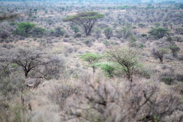 grevy zebra in samburu reserve © tomjunek.com