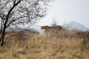 cheetah in samburu reserve © tomjunek.com