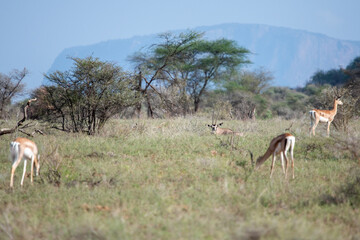 antelopes in samburu reserve © tomjunek.com
