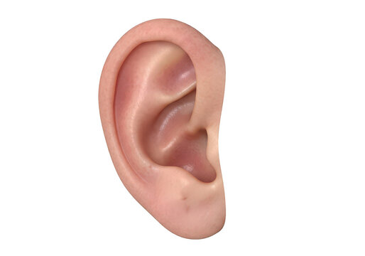 Detailed human ear anatomy illustration with visible inner structures on transparent background
