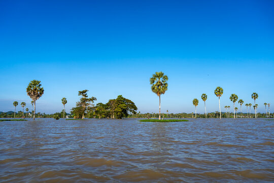 Borassus palm trees on Lake Tempe, South Sulawesi, Indonesia