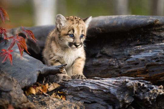 Cougar Kitten (Puma concolor) Stands in Log Looking Out to Right