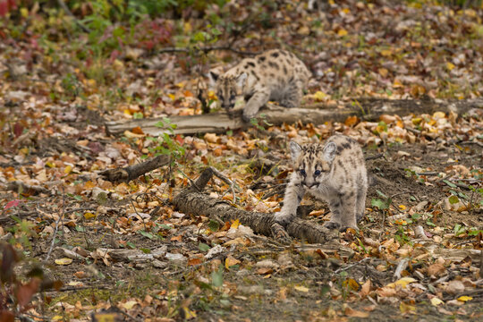 Cougar Kittens (Puma concolor) Move Across Leaf Strewn Ground
