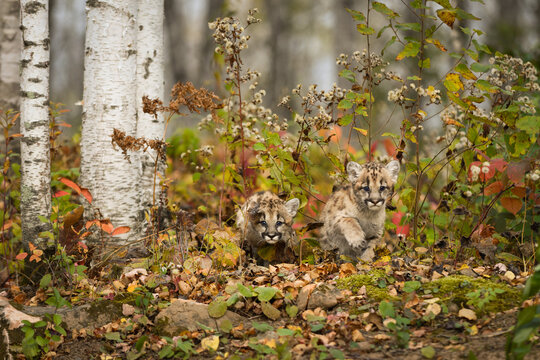 Cougar Kittens (Puma concolor) Creep Out of Birch Forest Underbrush Autumn