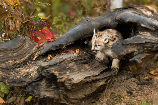 Cougar Kitten (Puma concolor) Peeks Out From Inside Log Autumn